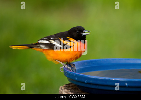 Baltimore Oriole perched on a bird bath Stock Photo