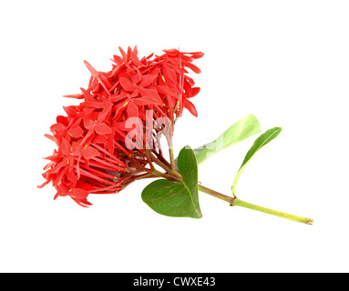 Ixora flower on white background Stock Photo