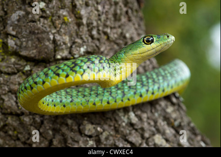 Spotted bush snake, Philothamnus semivariegatus, Akagera National Park, Rwanda Stock Photo