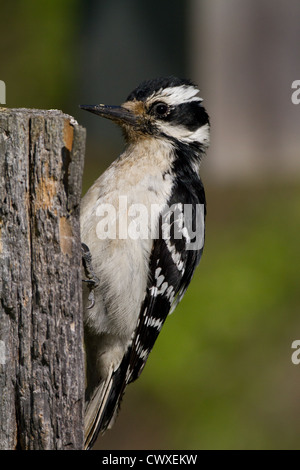 Female hairy woodpecker Stock Photo