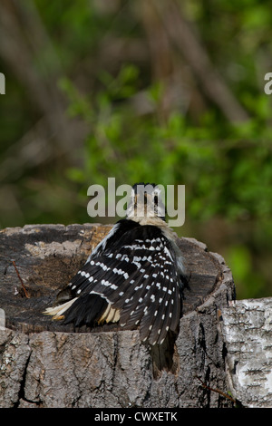 Female hairy woodpecker Stock Photo