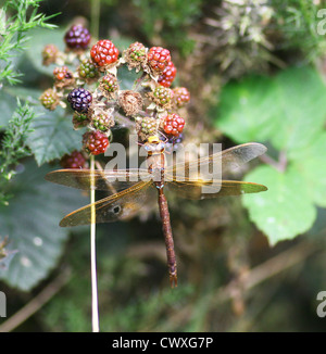 A male Brown Hawker Dragonfly (Aeshna grandis) perched on a Blackberry bush Stock Photo