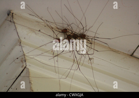 A Grand Daddy Long Leg spider sits on top of a human thumb with green ...