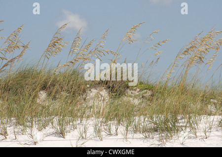 beach sand dunes and tall grass reeds Stock Photo