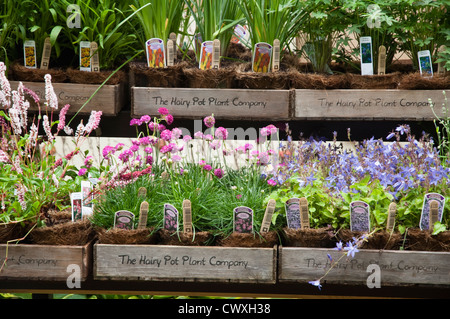 Hairy Pot Plant Company - herbaceous plants for sale grown within biodegradeable pots. UK. Stock Photo