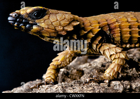armadillo lizard biting tail