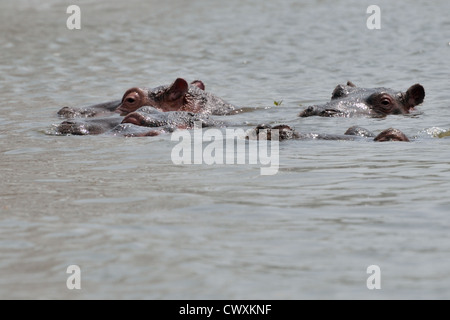 Hippos in Lake Naivasha Stock Photo