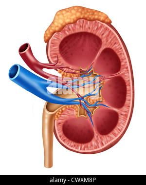 Human kidney medical diagram with a cross section of the inner organ with red and blue arteries and adrenal gland as a hrealth care and medical illustration of the inside anatomy of the urinary system isolated on a white background. Stock Photo
