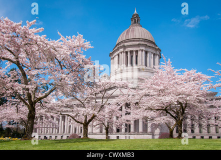 Washington State Capitol Legislative Building and blooming cherry trees in Olympia, Washington. Stock Photo