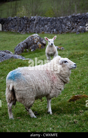 Sheep ( Ovis aries) on the Yorkshire Dales