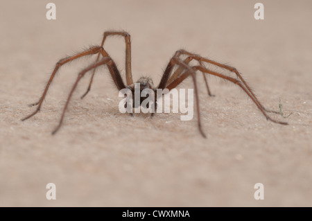 House spider (Tegenaria gigantea) Sussex, UK. September indoors
