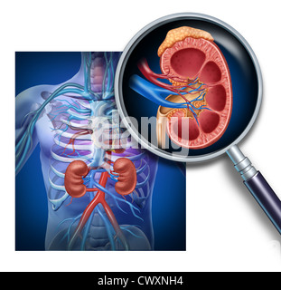 Human kidney magnification from a body as a medical diagram with a cross section of the inner organ with red and blue arteries and adrenal gland as a health care illustration of the anatomy of the urinary system. Stock Photo