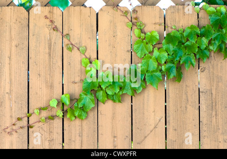 Ivy growing on a wooden backyard fence in the springtime. Stock Photo