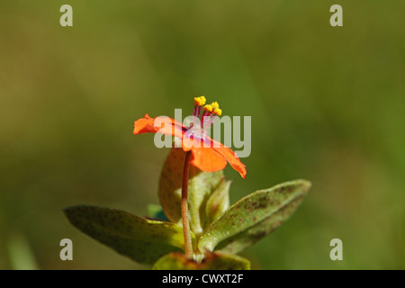 Scarlet Pimpernel, Anagallis arvensis Stock Photo