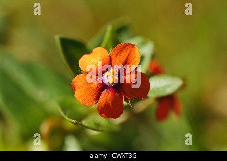 Scarlet Pimpernel, Anagallis arvensis Stock Photo