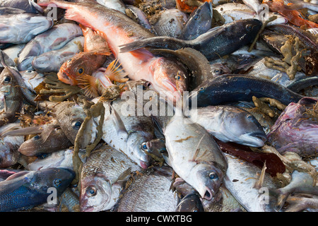 Haul from trawl net on a commercial fishing trawler. Stock Photo