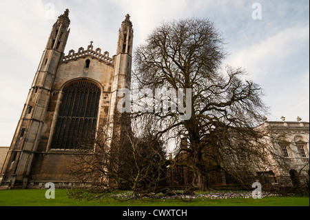 Wide angle view of King's College Cambridge with purple and white crocuses in full bloom on the grass. Stock Photo