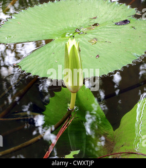 white lotus on the river Stock Photo