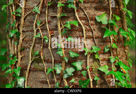 A ivy plant on the wild cherry tree in a forest. Stock Photo