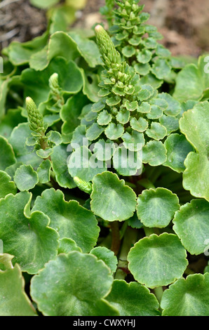 Forming flower stem and leaves of Navelwort / Umbilicus rupestris. Stock Photo