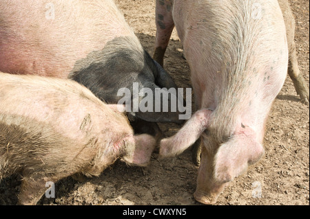 Three pigs feeding on pig nuts Stock Photo