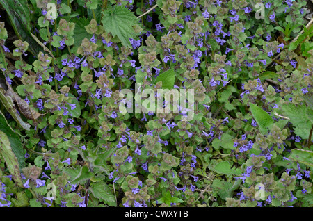 Foliage and flowers of Ground Ivy / Glechoma hederacea. Leaves have a minty flavour and were used as a tea substitute. Stock Photo