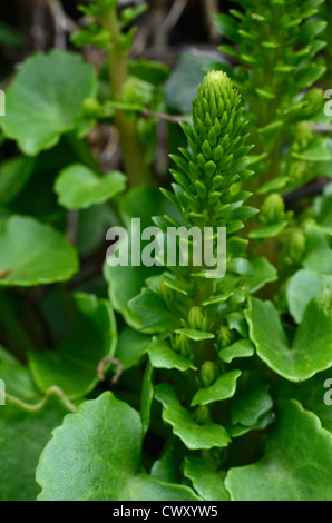 Forming flower stem and leaves of Navelwort / Umbilicus rupestris. Focus point is on top portion of the spike. Stock Photo