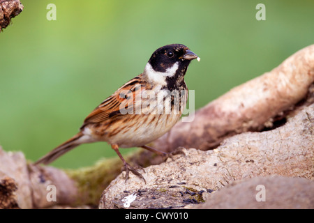 Reed Bunting; Emberiza schoeniclus; UK; male Stock Photo