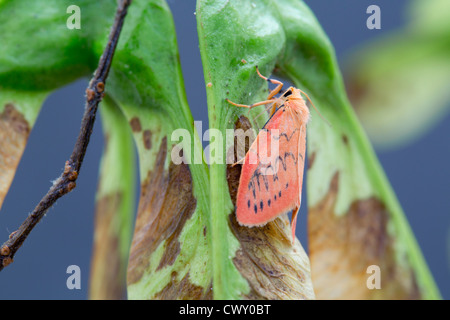 Rosy Footman Moth; Miltochrista miniata; Cornwall; UK; summer Stock Photo