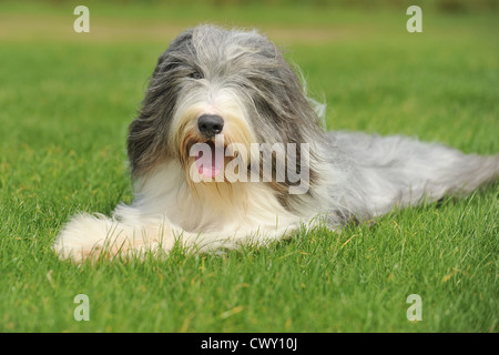 bearded collie lying in grass Stock Photo