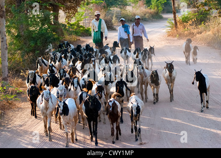 Goat herders in Bagan, Myanmar Stock Photo