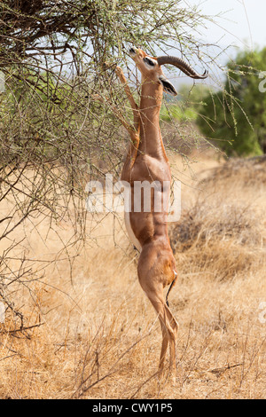 Gerenuk, Litocranius walleri, Samburu National Reserve, Kenya East Africa Stock Photo