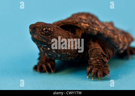 Juvenile snapping turtle - Chelydra serpentina Stock Photo - Alamy