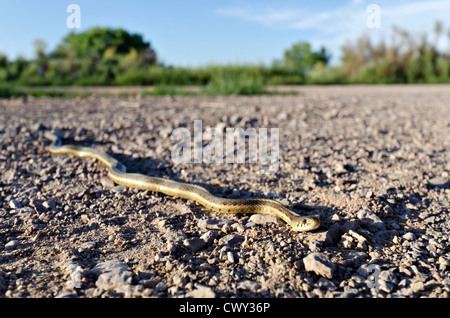 New Mexico Garter Snake, (Thamnophis sirtalis dorsalis), Bosque del Apache National Wildlife Refuge, Socorro county, New Mexico. Stock Photo