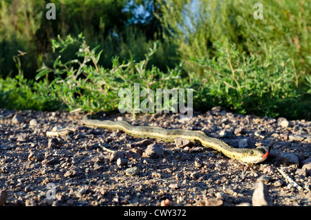 New Mexico Garter Snake, (Thamnophis sirtalis dorsalis), Bosque del Apache National Wildlife Refuge, Socorro county, New Mexico. Stock Photo