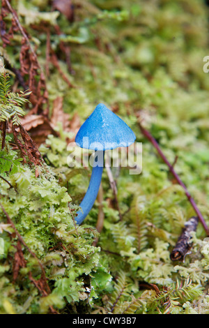 Kōkako (Entoloma hochstetteri) from New Zealand - a blue toadstool Stock Photo