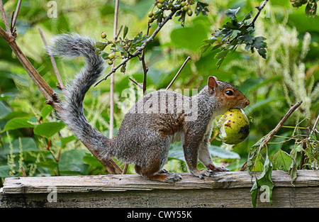 Grey squirrel on fence (4 images) Stock Photo