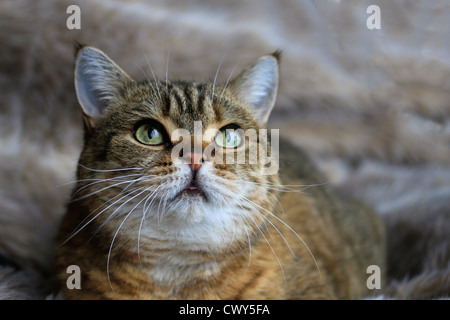 Tabby cat Stock Photo