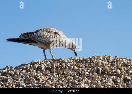 A young Seagull larus argentatus picking at empty shells at Whitstable harbour. Stock Photo