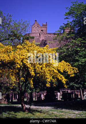 Edinburgh Castle with Acacia Tree in Bloom, Edinburgh, Scotland, UK Stock Photo