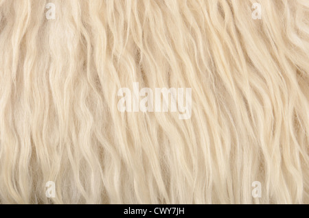 close up sheepskin texture background Stock Photo