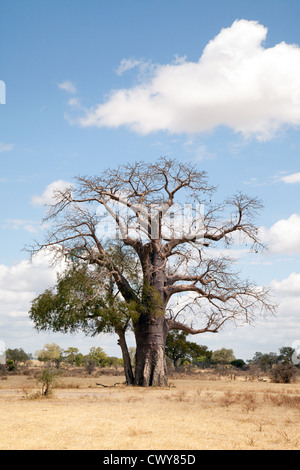 Baobab tree, the Selous game Reserve, Tanzania Africa Stock Photo