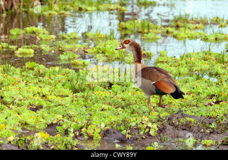 One adult Egyptian Goose, Alopochen aegyptiacus, Lake Manze, Selous Game reserve Tanzania  Africa. Africa bird. Stock Photo