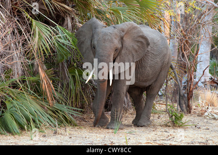 Adult male African elephant (Loxodonta africana), the Selous Game reserve Tanzania Africa Stock Photo