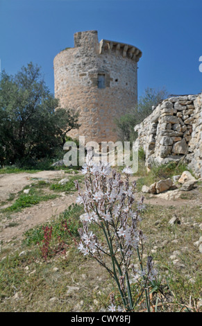 Asphodel: Asphodelus albus. Mallorca, Spain. Growing by ancient fortification. Stock Photo