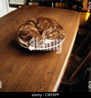Cat asleep in basket on table Stock Photo