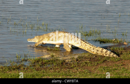 Nile crocodile entering the water, Lake Manze, Selous Game Reserve Tanzania Africa Stock Photo
