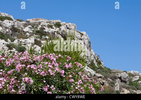 View of the cliffs near the coast on Island of Gozo, Mediterranean Sea Stock Photo