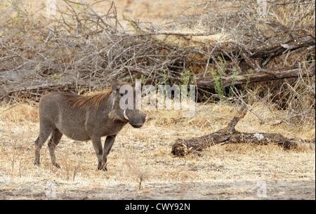 Adult female common warthog (Phacochoerus africanus); the Selous Game reserve, Tanzania Africa Stock Photo