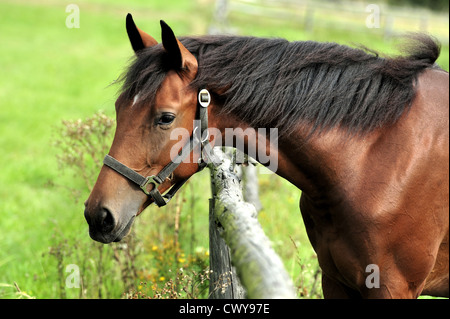 animal, brown, farmland, head, nature, horse, Stock Photo